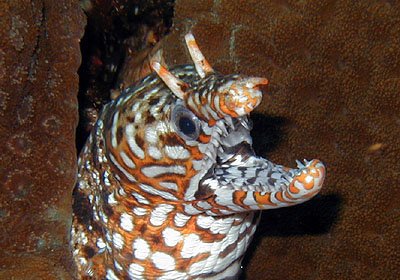 Muraena Pardalis Japanese Dragon Eel Aquariacentral Com