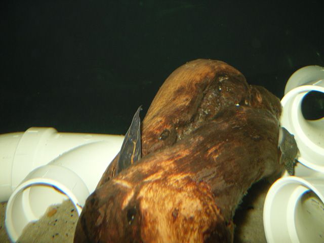 Fire-Eel-Bulldog.jpg