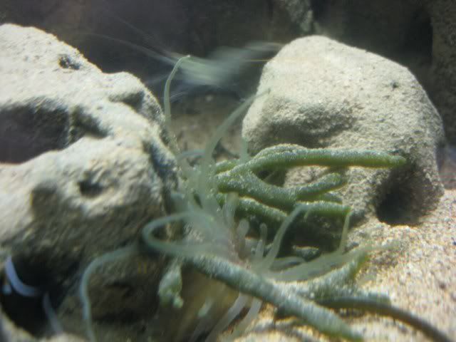 nemshrimp2_640x480.jpg