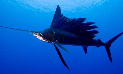 sailfish.jpg