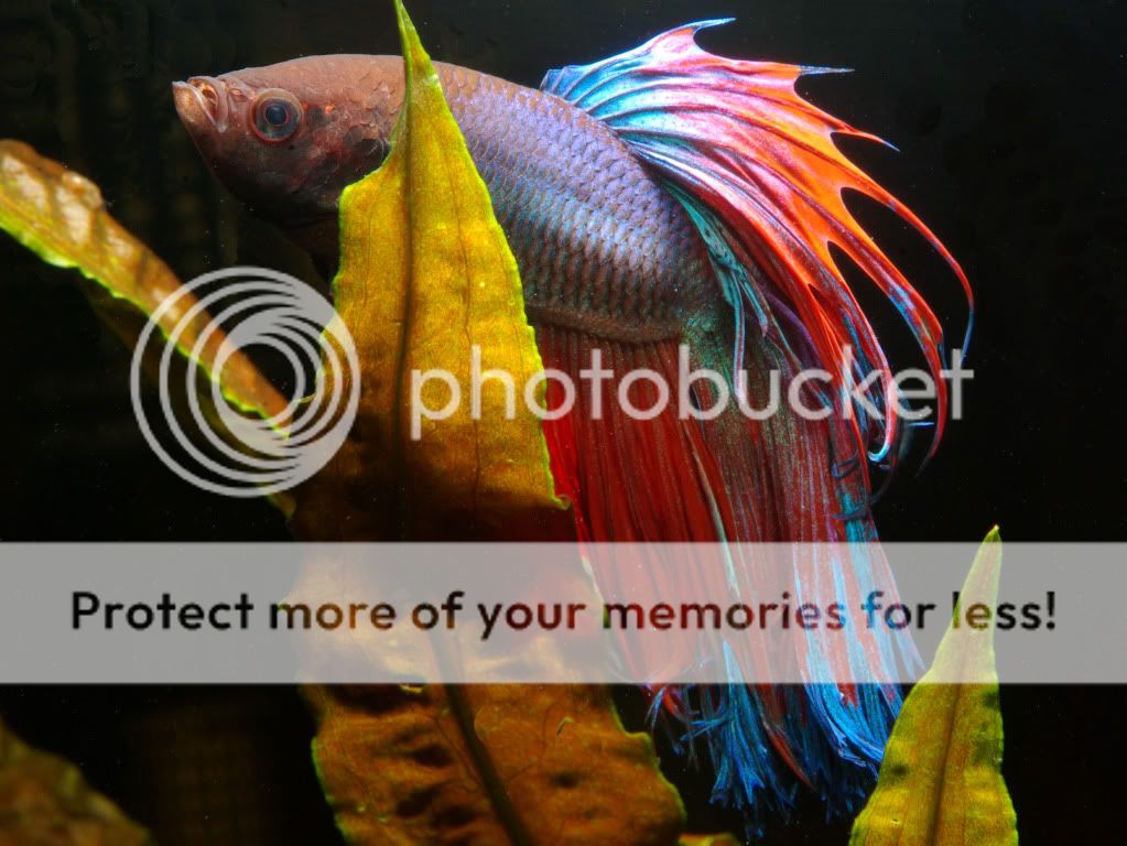 betta28-2.jpg