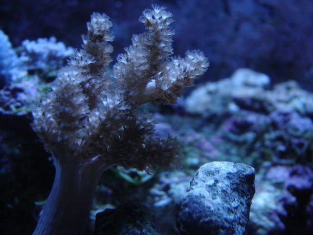 DSC09019.jpg
