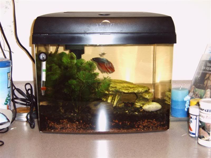 betta_tank_001800x600.jpg