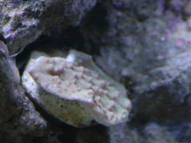 P1010022-15.jpg