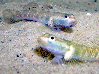 Rhinogobius_duospilus.jpeg