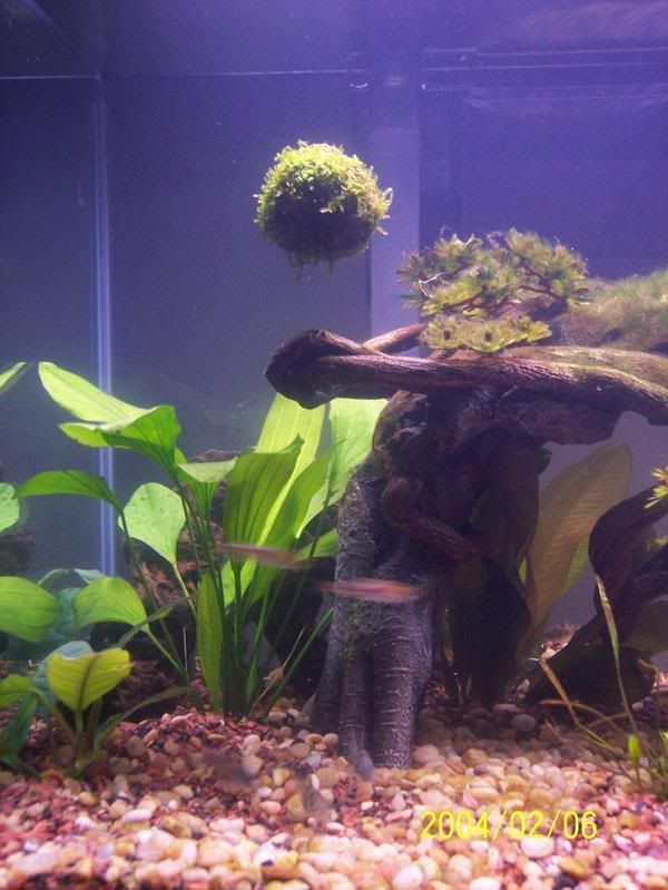 Aquarium Moss Balls ??? [Pic]