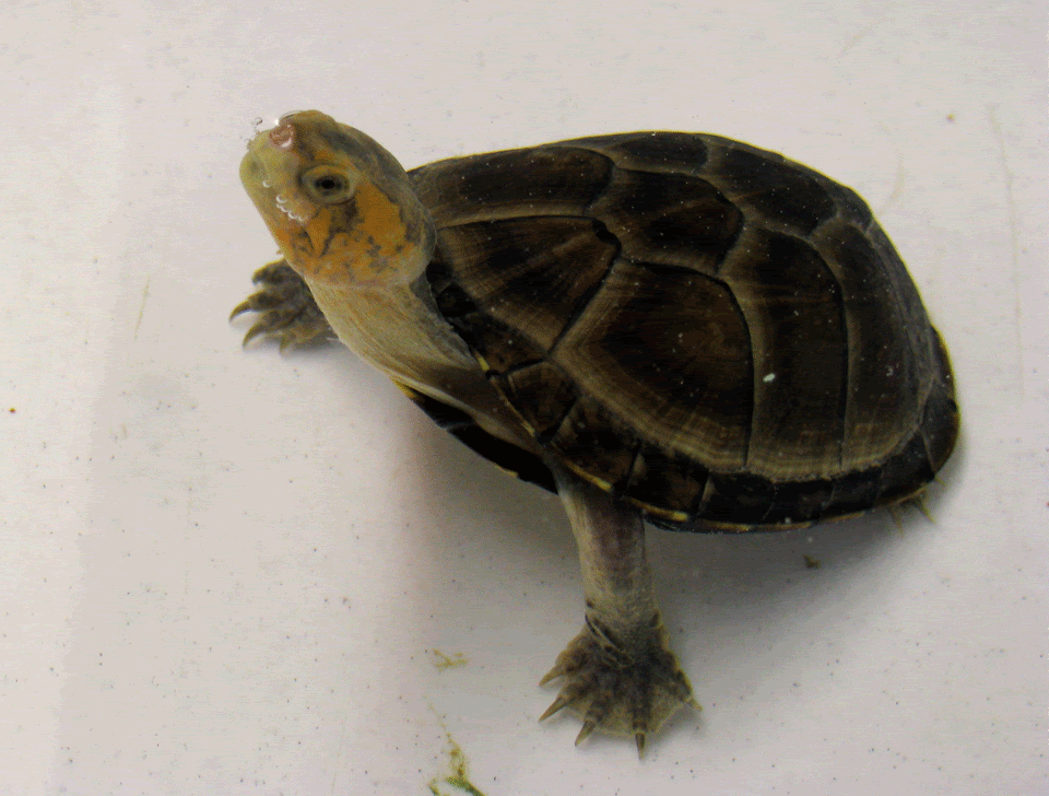 Red-Cheek-Mud-Turtle2.gif