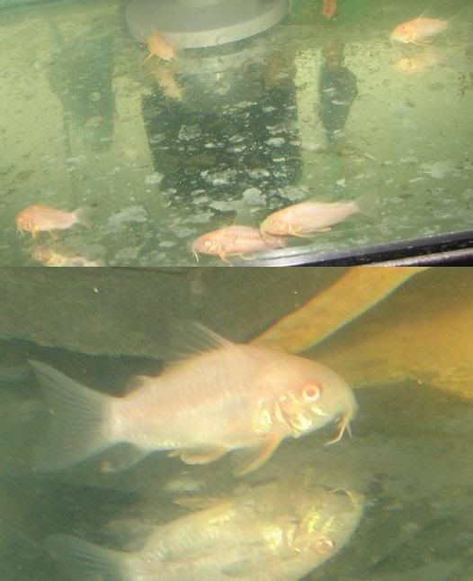 albinosterbais.jpg