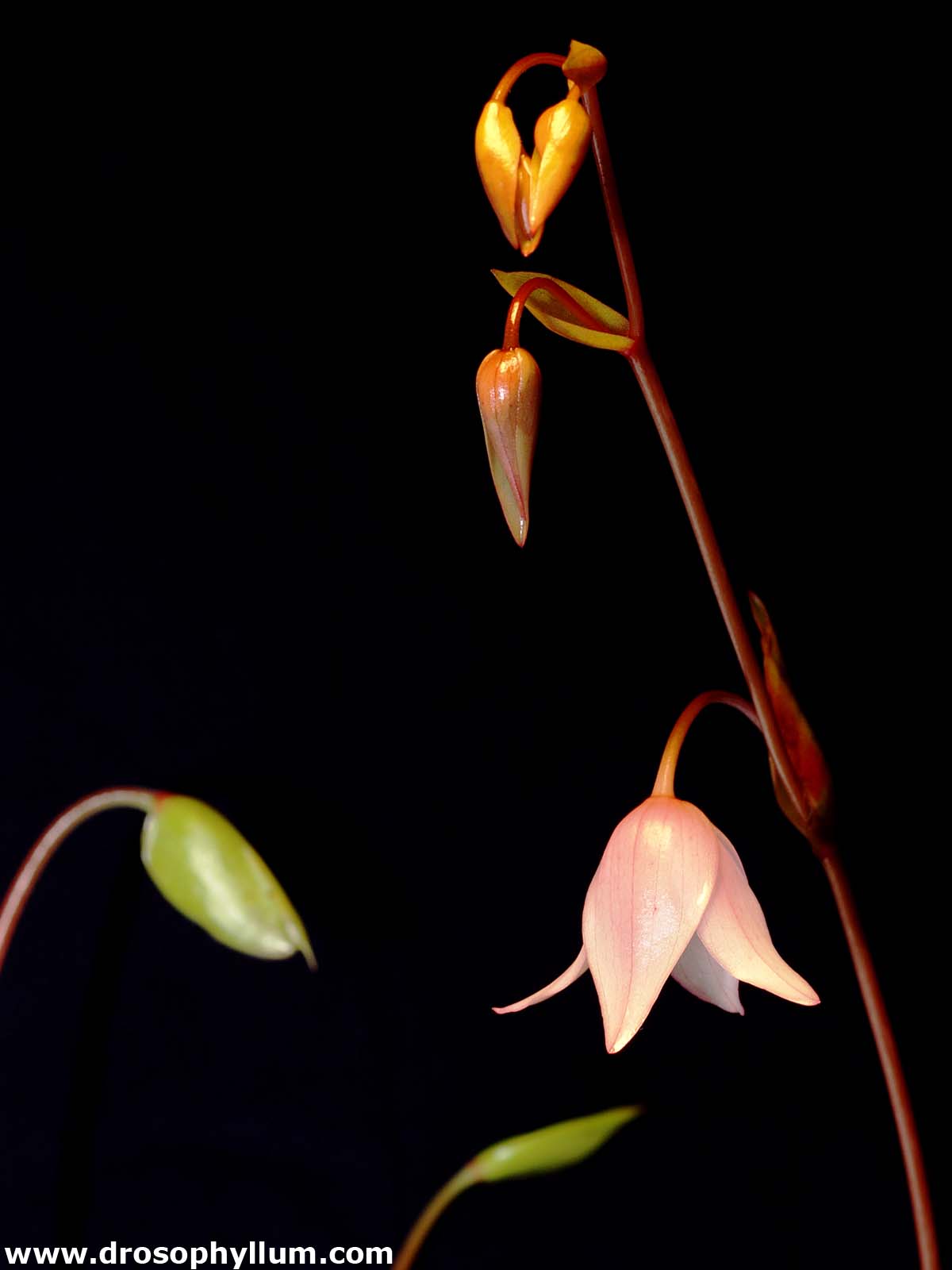 Heliamphoraheterodoxa04g.jpg