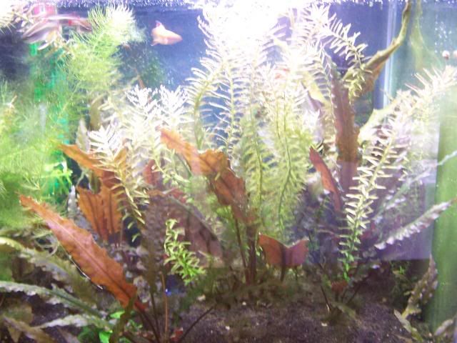 picture017.jpg