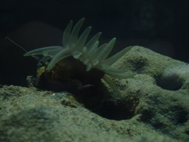 anenome_640x480.jpg