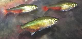 greenfires1.jpg