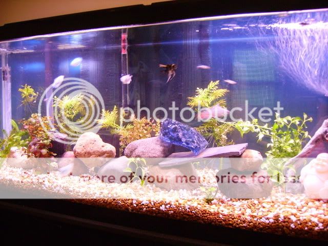 PICT0018.jpg