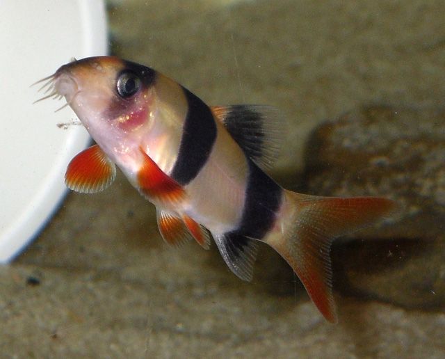Clown-Loach.jpg