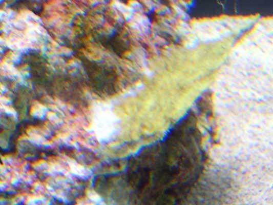 monticap_0707.jpg