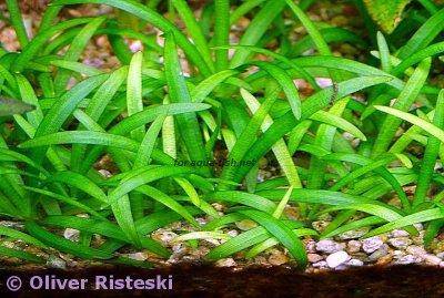 echinodorus-tenellus-profile.jpg