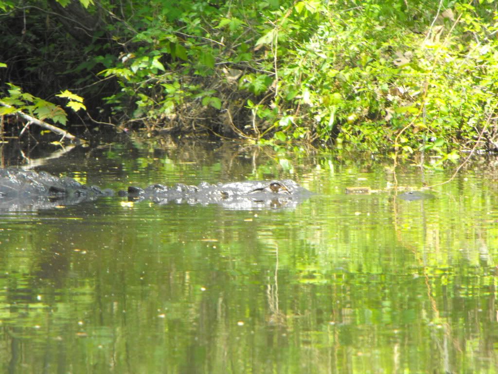 Animals069.jpg