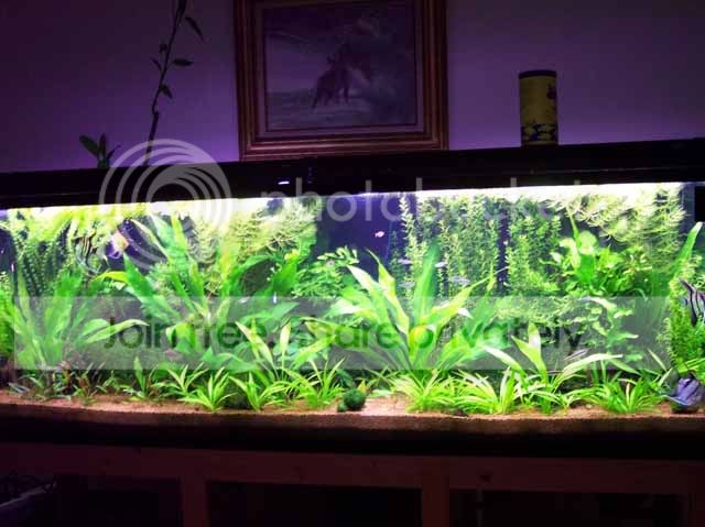 planted135.jpg