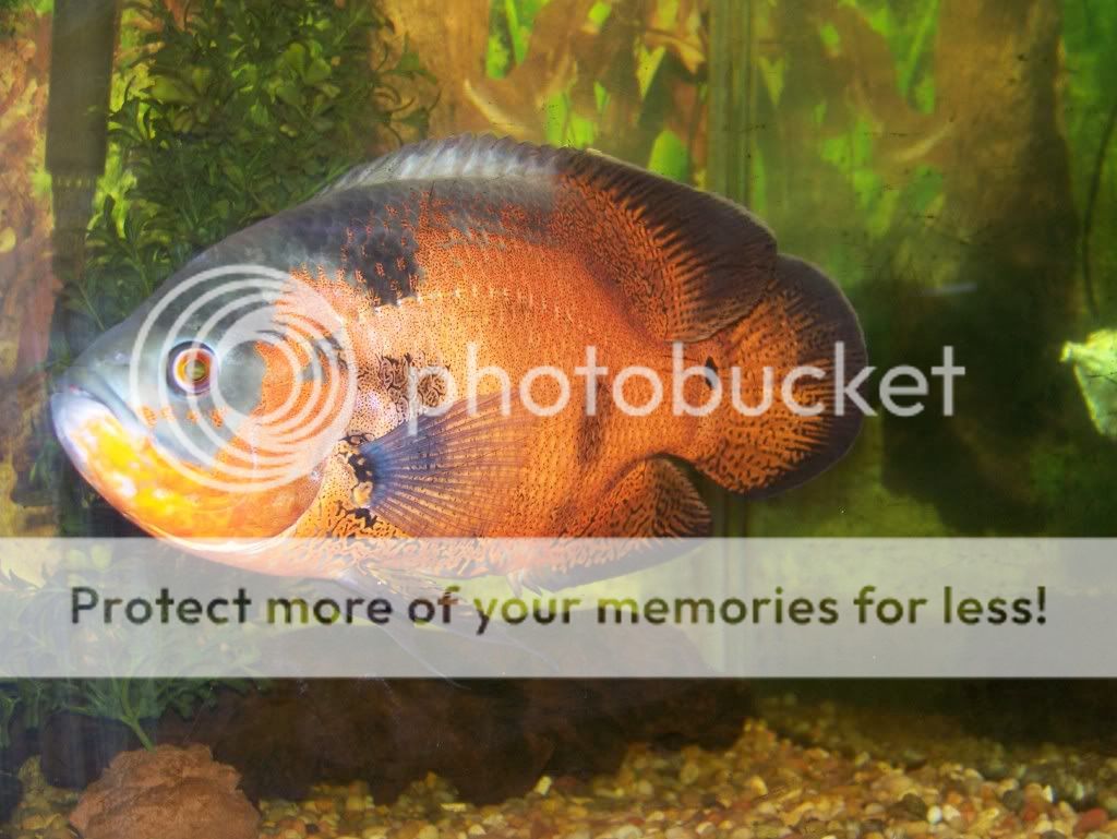 100_4670photi.jpg