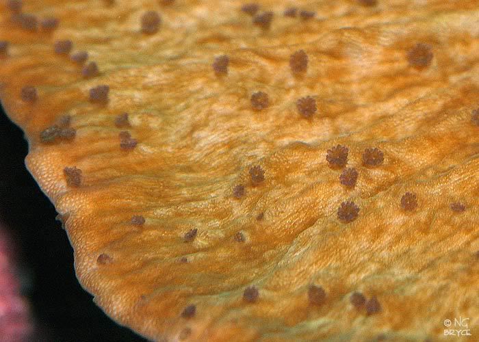 petalcapmacro.jpg