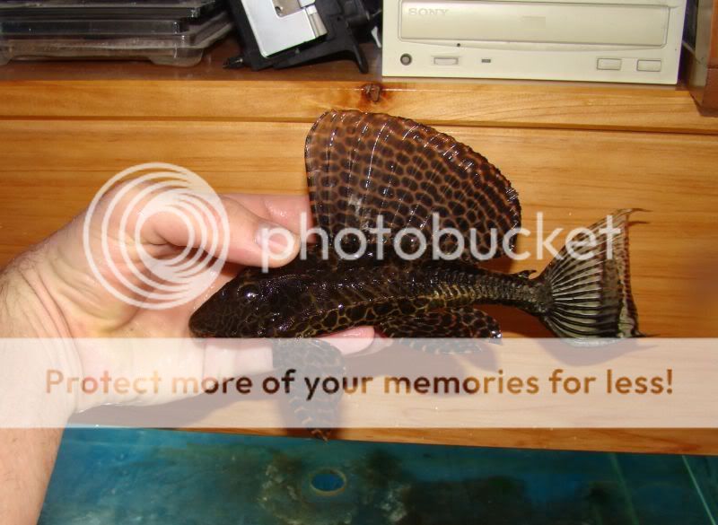 sailfinpleco1.jpg