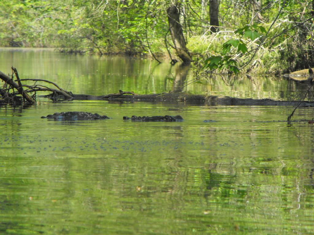 Animals061.jpg