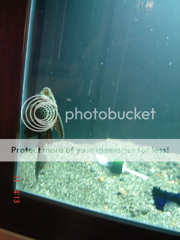 DSC03085.jpg