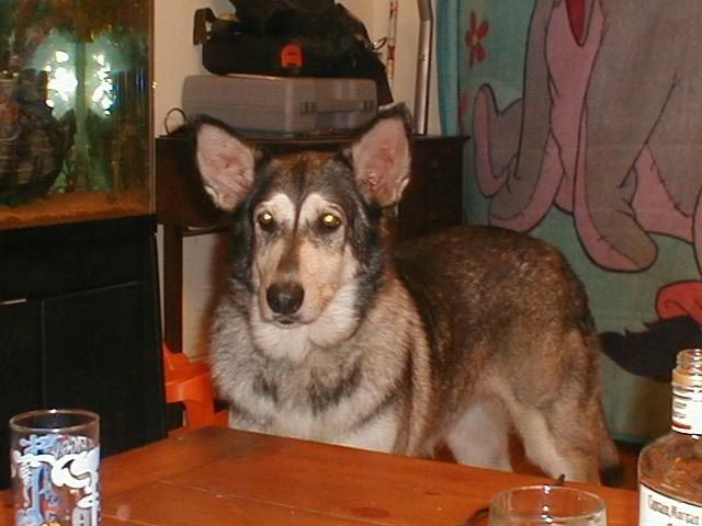 Sheba_1.jpg