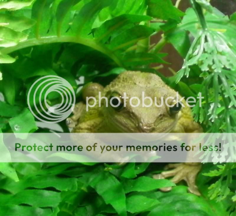 frog2.jpg