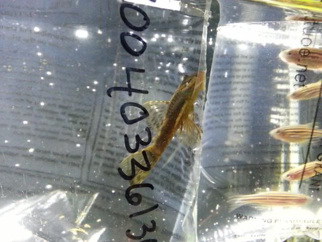 2013-09-04182524_zps7078dd8c.jpg