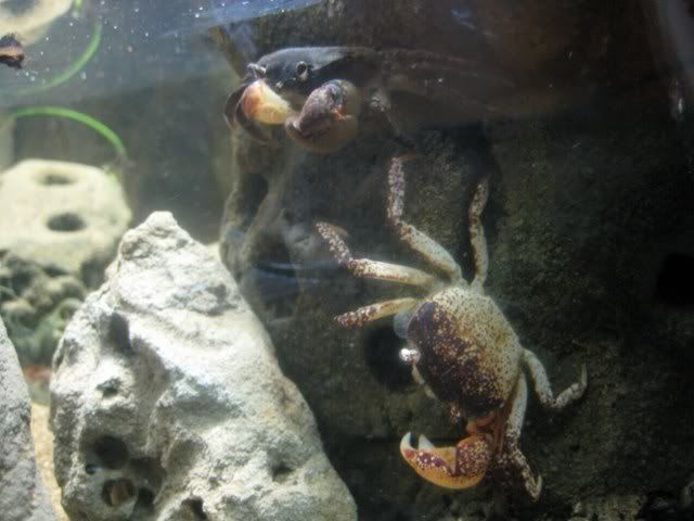 moltedcrab_640x480.jpg
