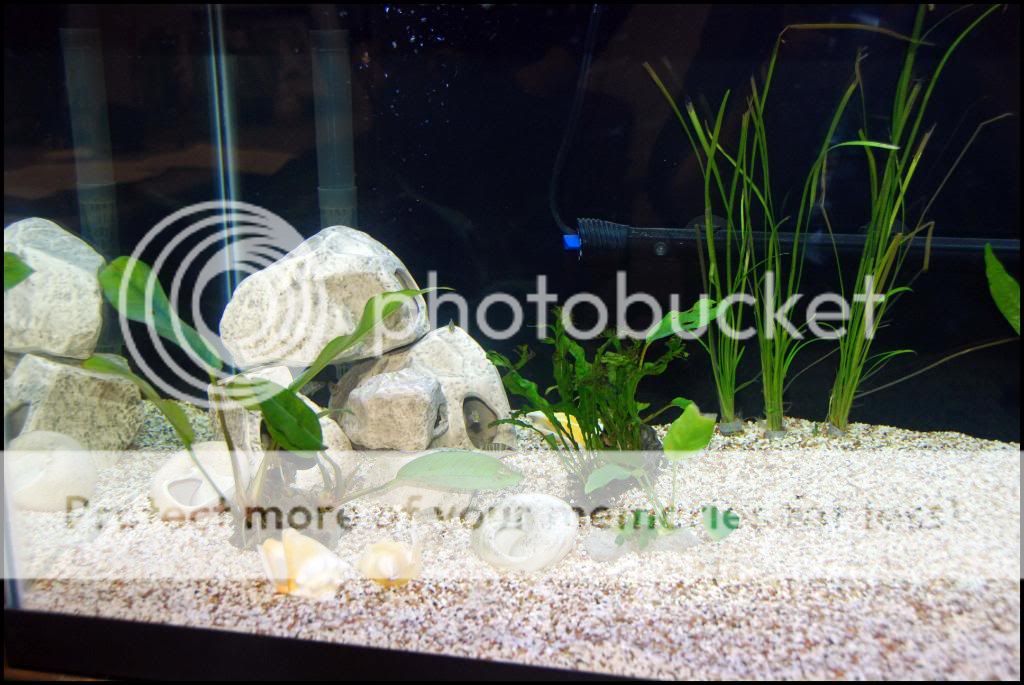 40GallonBreeder_CompEnd.jpg
