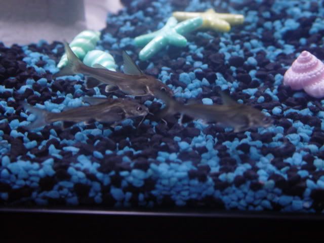 3silvertippedsharks.jpg
