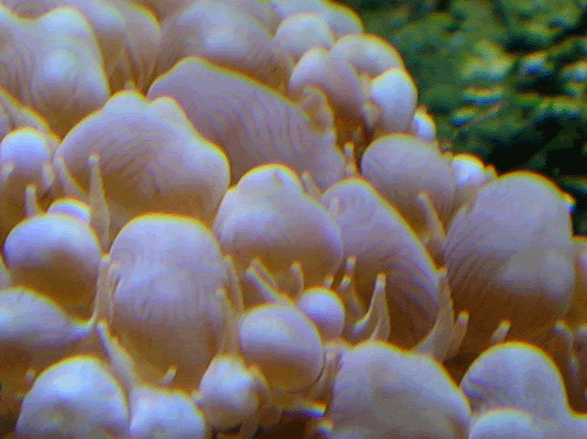 09_pearl.gif