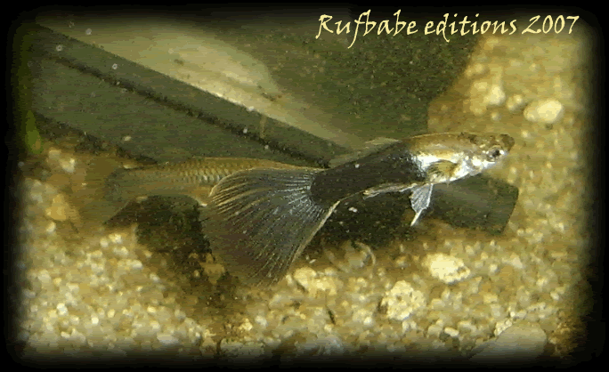 guppys_halfblack.gif