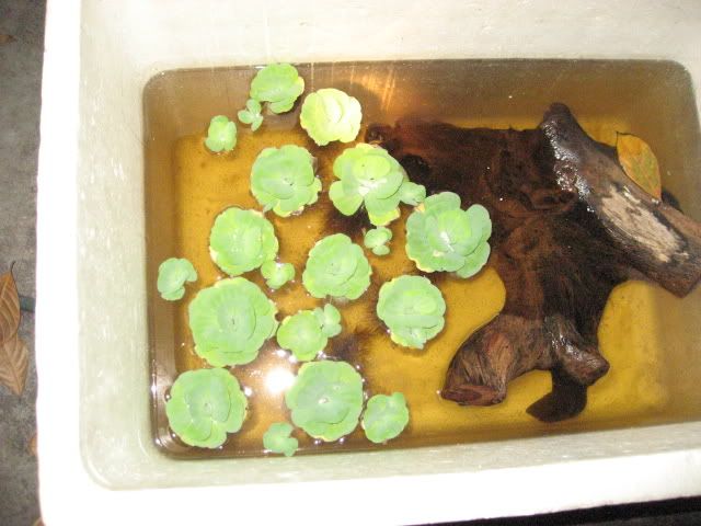 elodea008.jpg