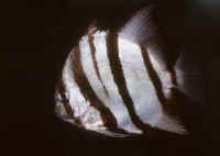 Chaetodipterus_faber.jpg