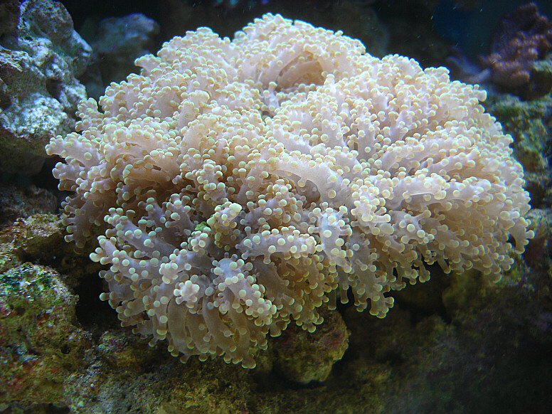 Mystery Coral.JPG