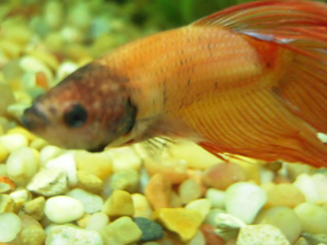 DSCN2238.jpg
