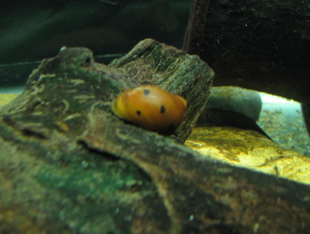 Nerite.jpg