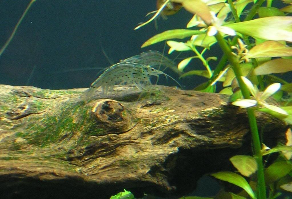 Amano001A2.jpg