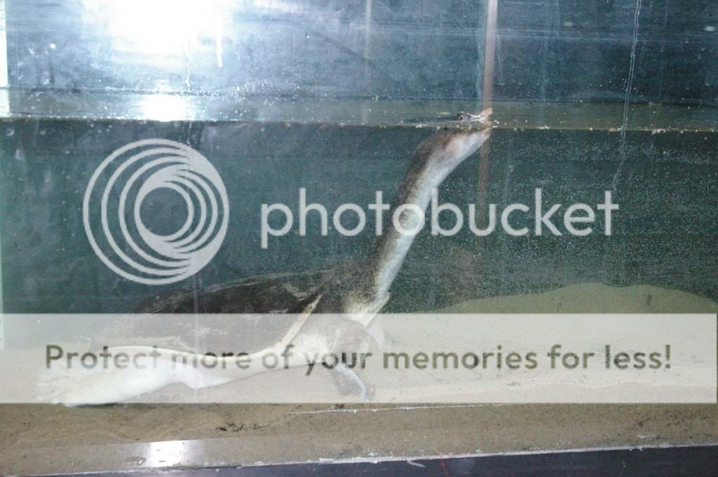 IMGP7806.jpg