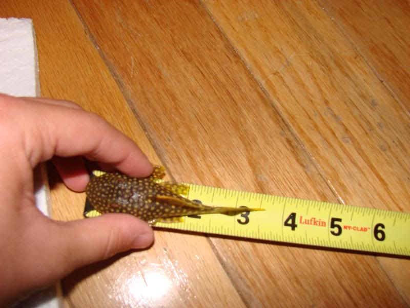 10-3fishfromjohn005.jpg