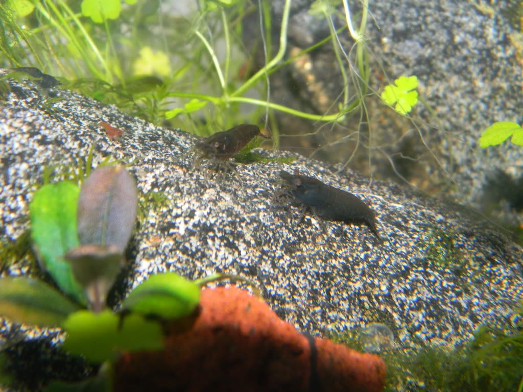 DSCN7330.jpg