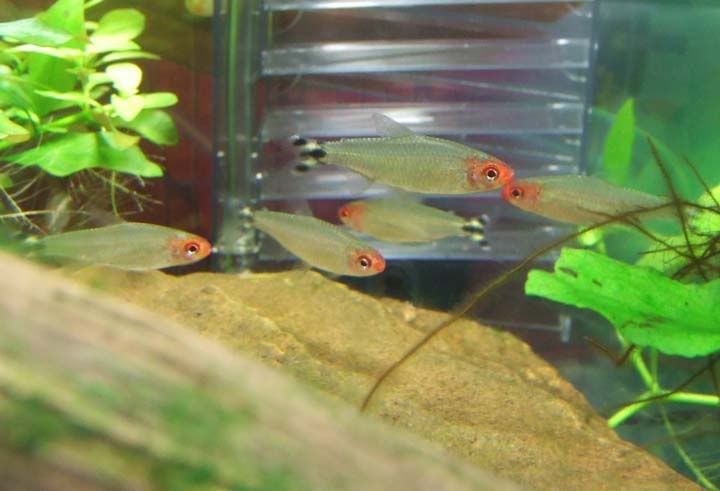 RummyNoseTetras.jpg