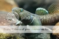 Brachyplatystoma_juruense2.jpg