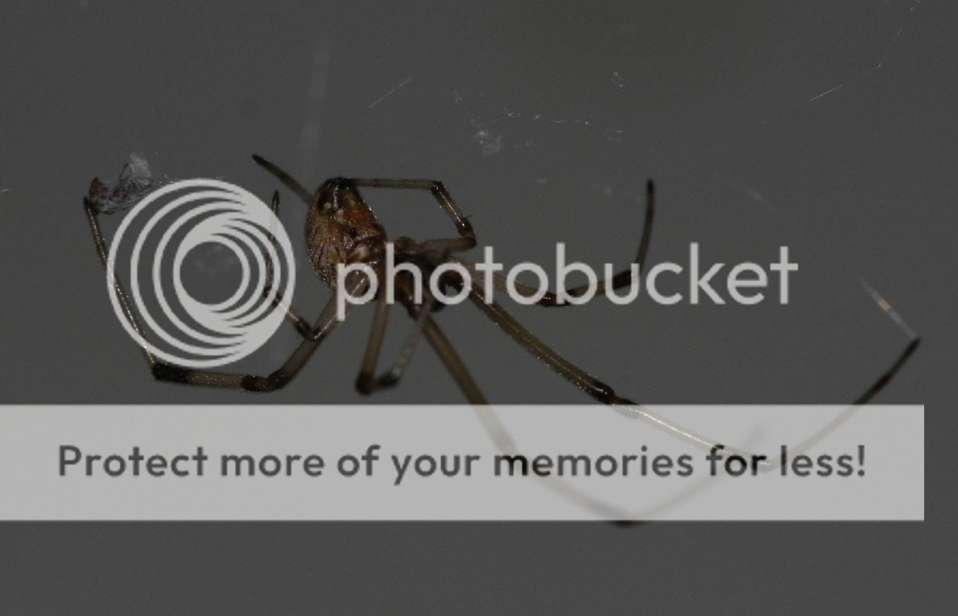 spider2.jpg