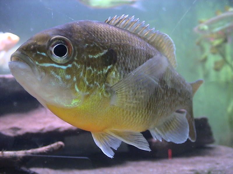 fish1017.jpg