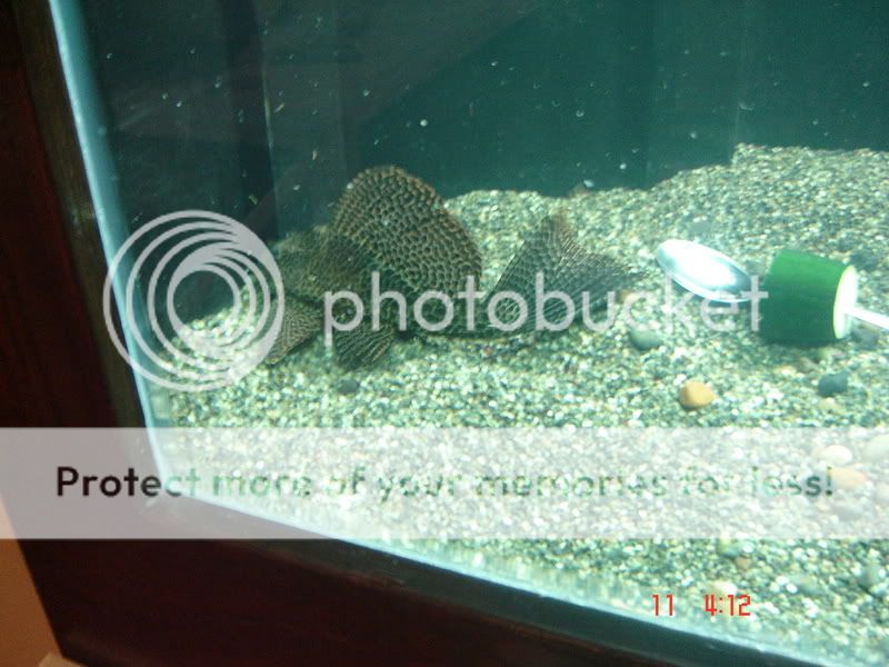 DSC03084.jpg