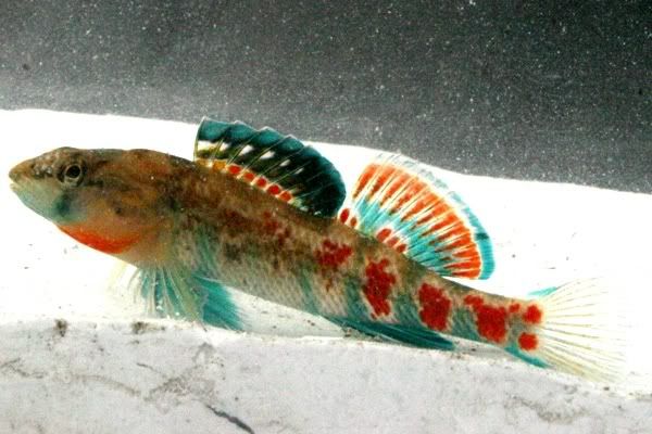 MysteryFish011.jpg